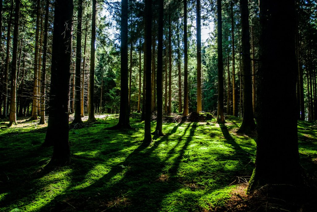 landscape photography of green forest